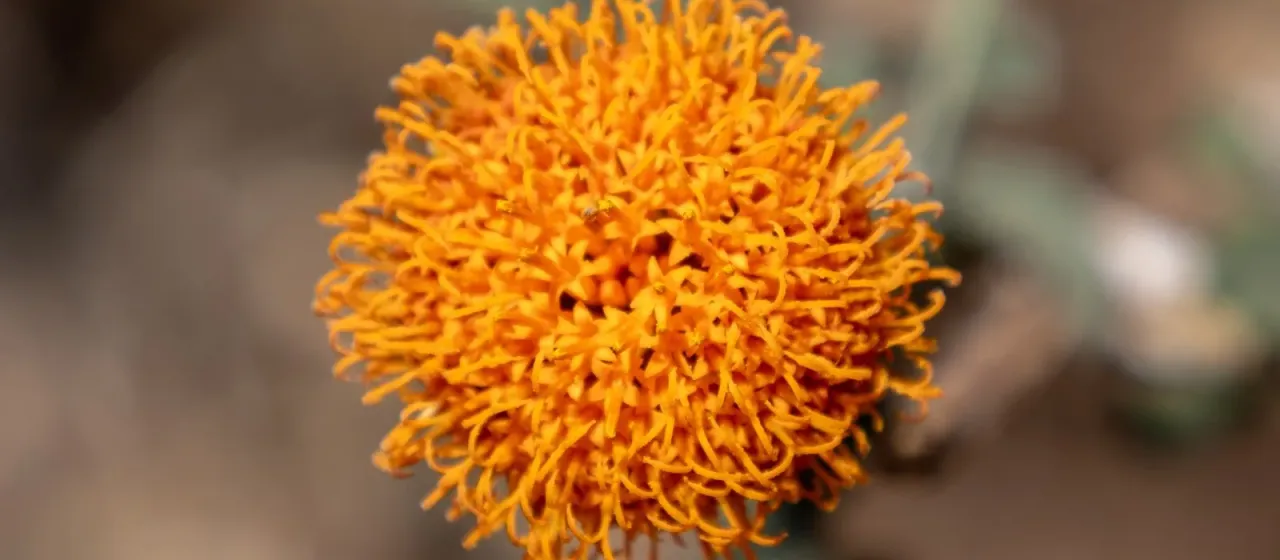 Verbesina crocata