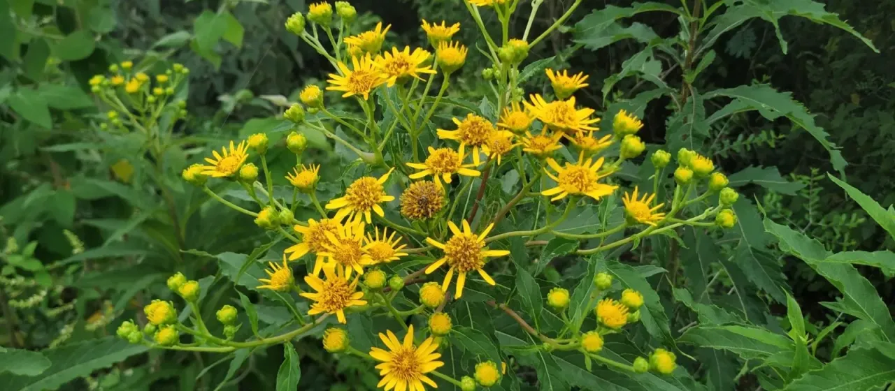 Verbesina persicifolia