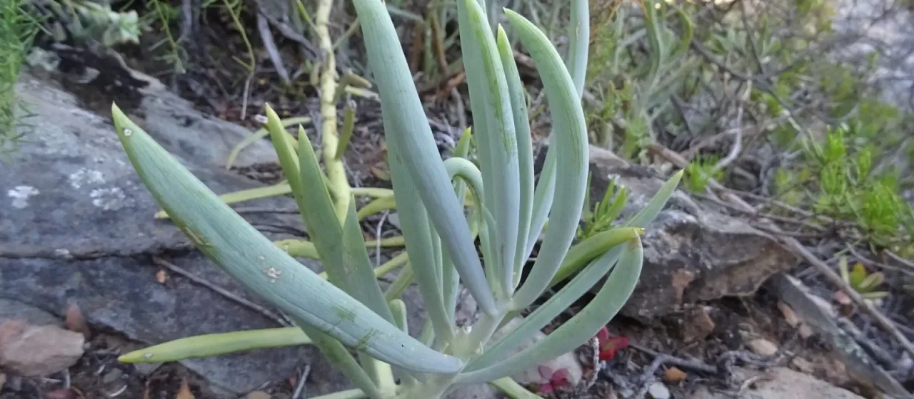 Kleinia ficoides