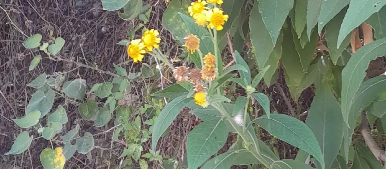 Verbesina subcordata