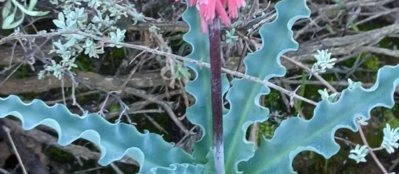 Veltheimia capensis