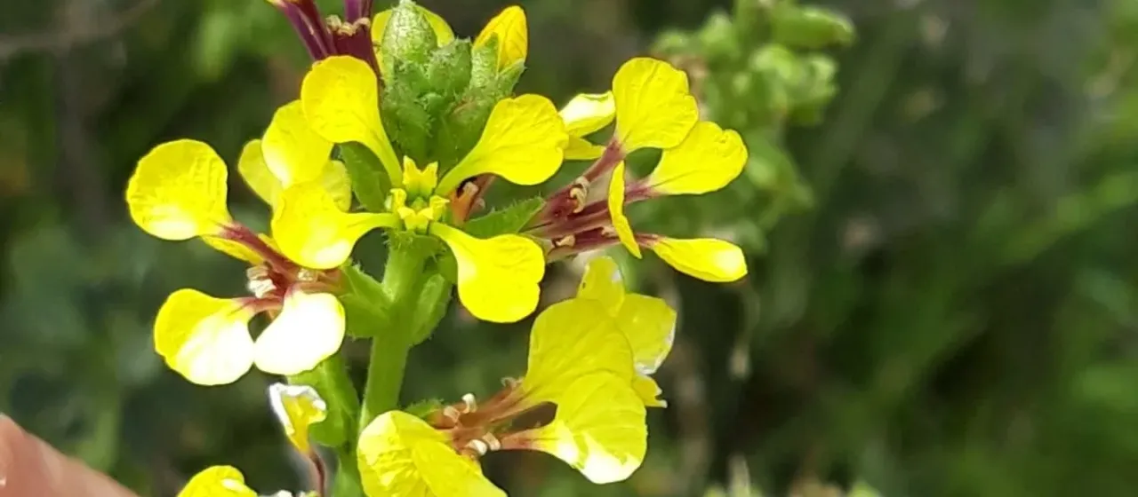 Vella pseudocytisus