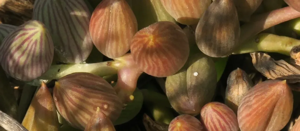 Curio herreanus