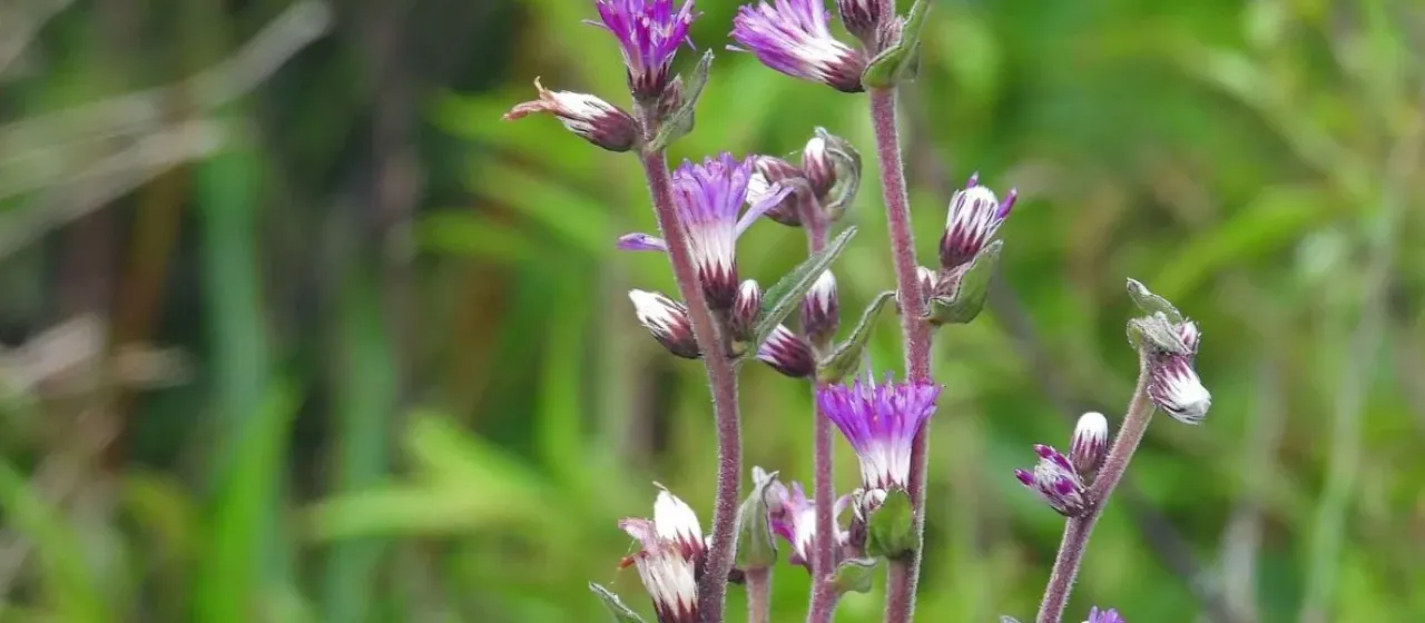 Chrysolaena cognata