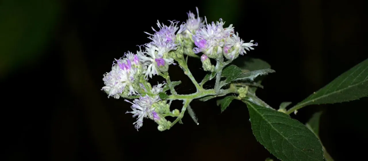 Acilepis divergens
