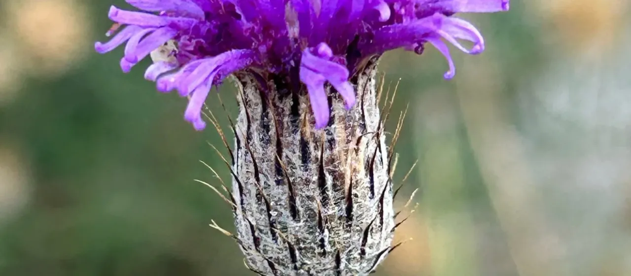Parapolydora fastigiata