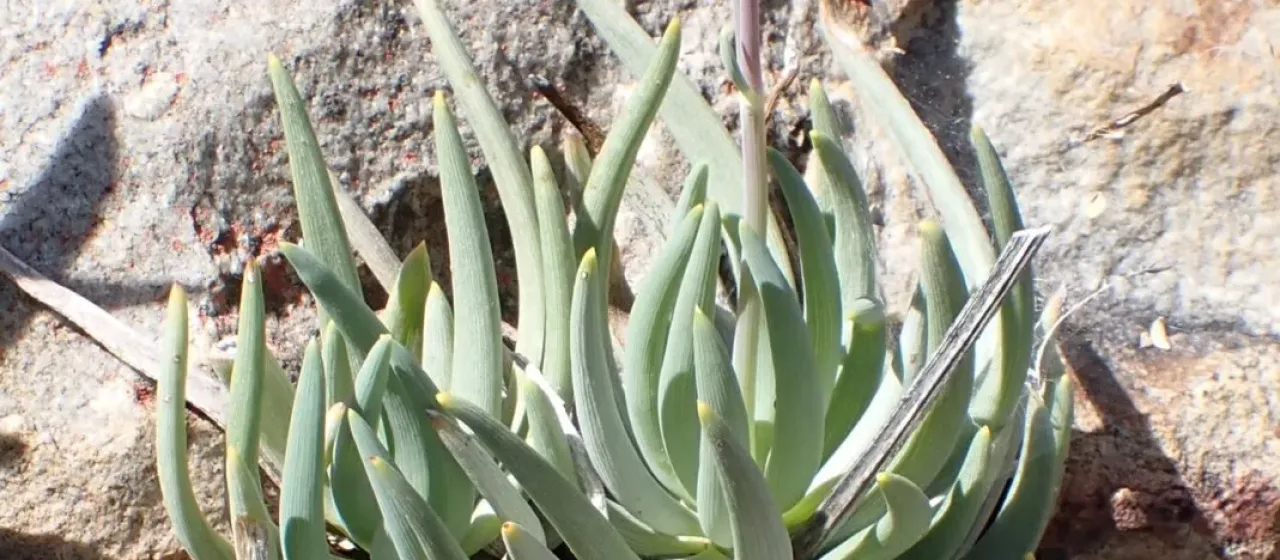 Kleinia talinoides