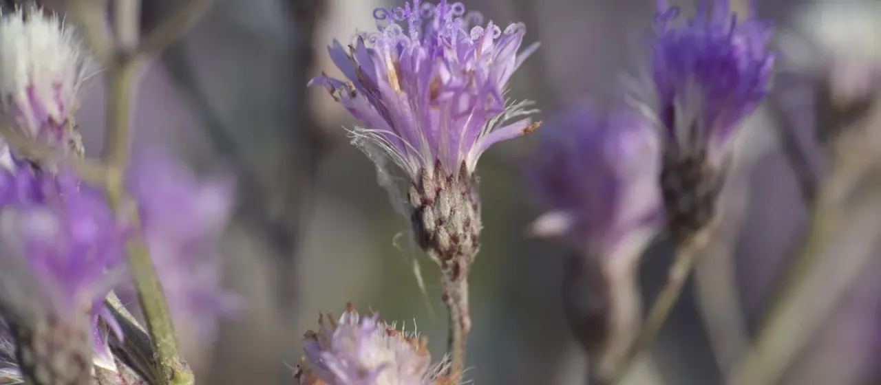 Vernonia incana