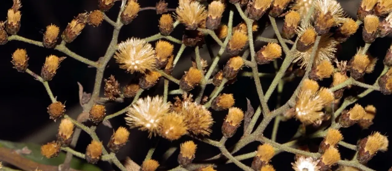Vernonanthura polyanthes
