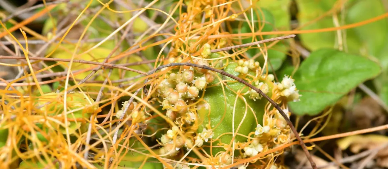 Field dodder