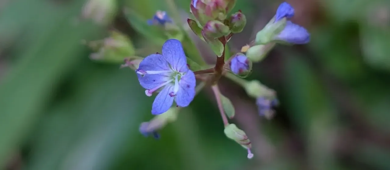 American speedwell