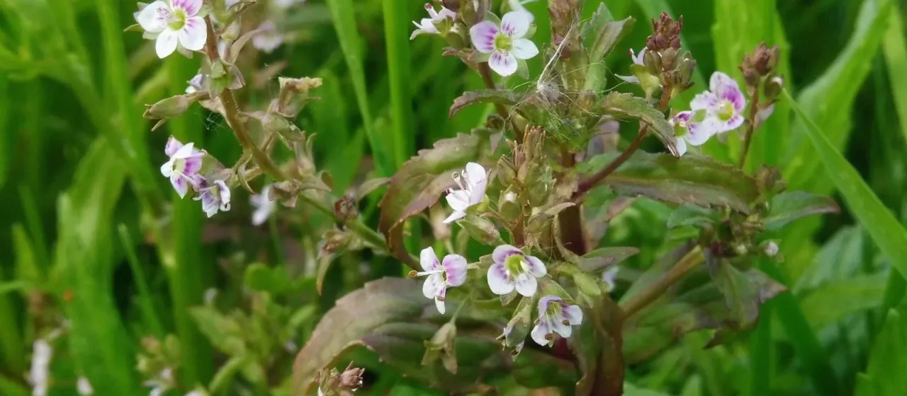 Вероника цепная