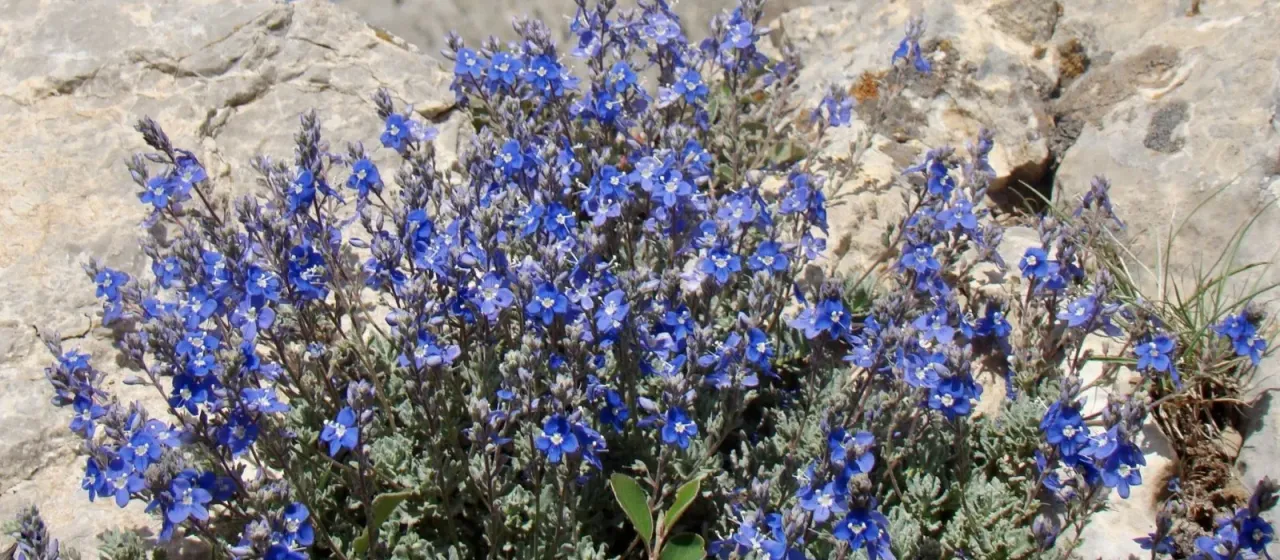 Grey speedwell