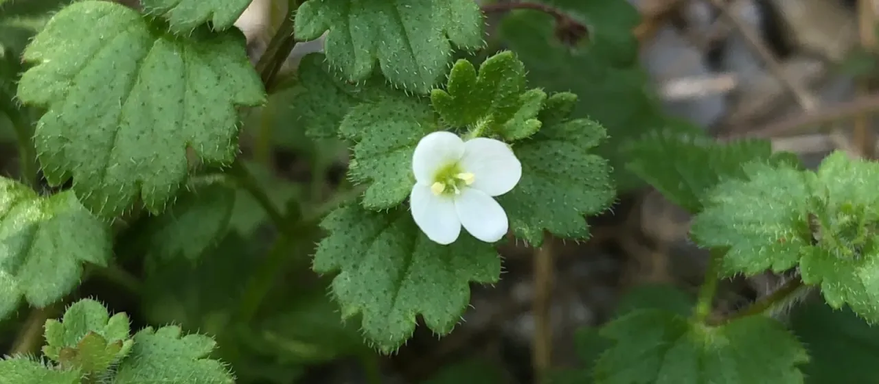 Ivy-leaved speedwell