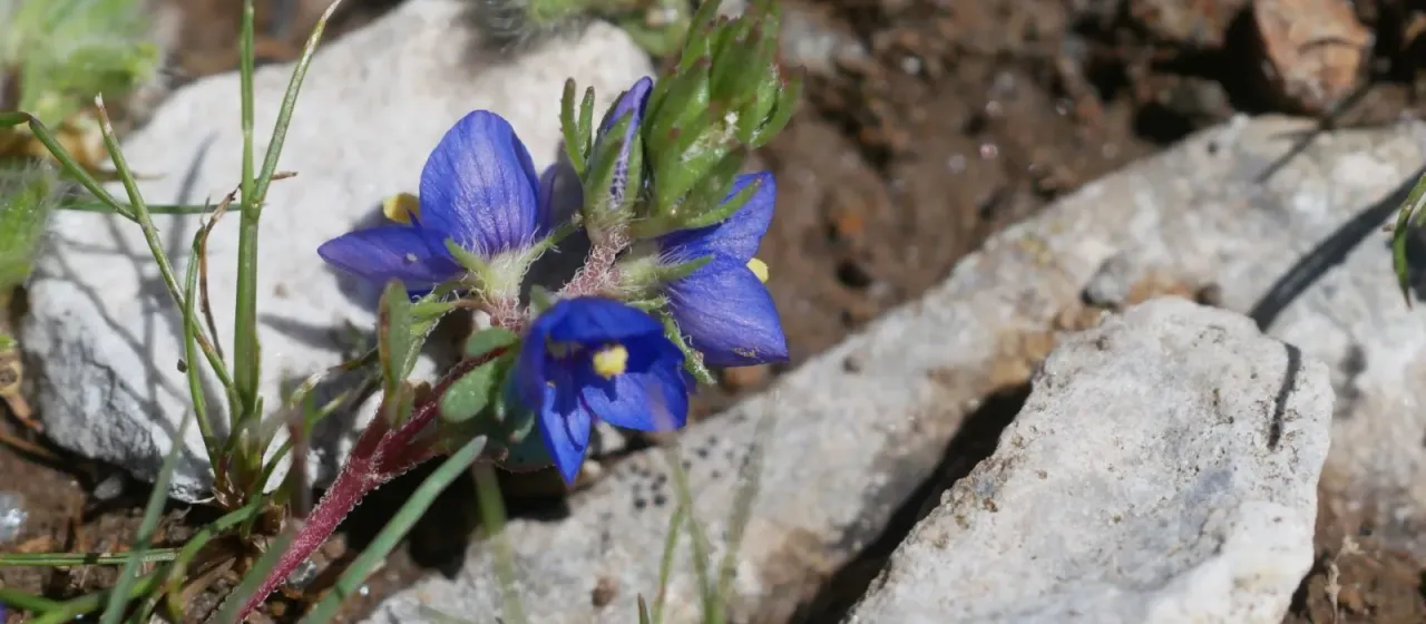 Veronica grisebachii