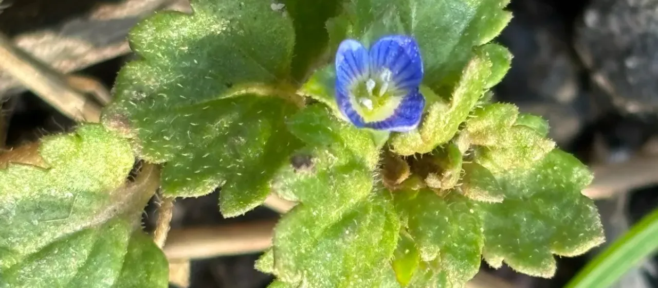 Grey field-speedwell