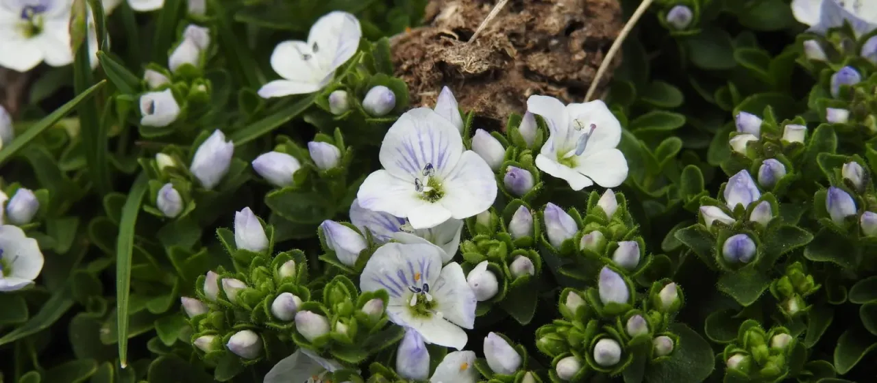 Creeping speedwell
