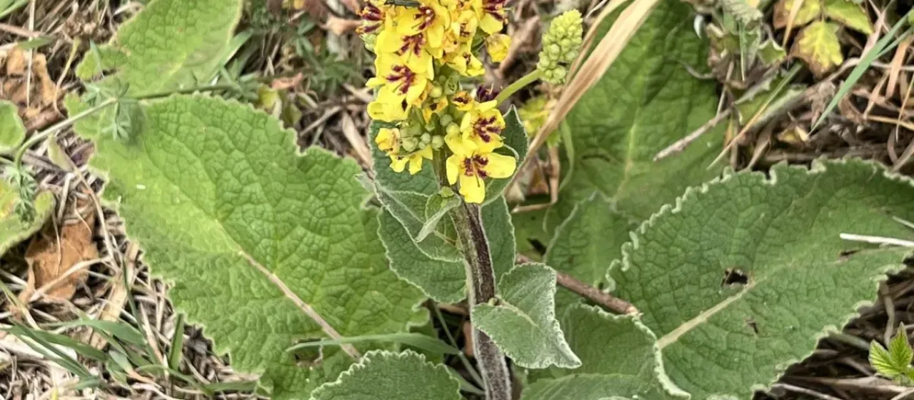 Dark mullein