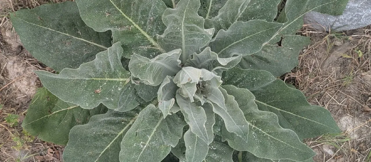 Hoary mullein