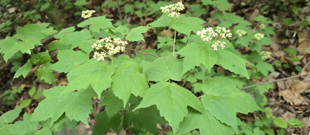 Mapleleaf viburnum