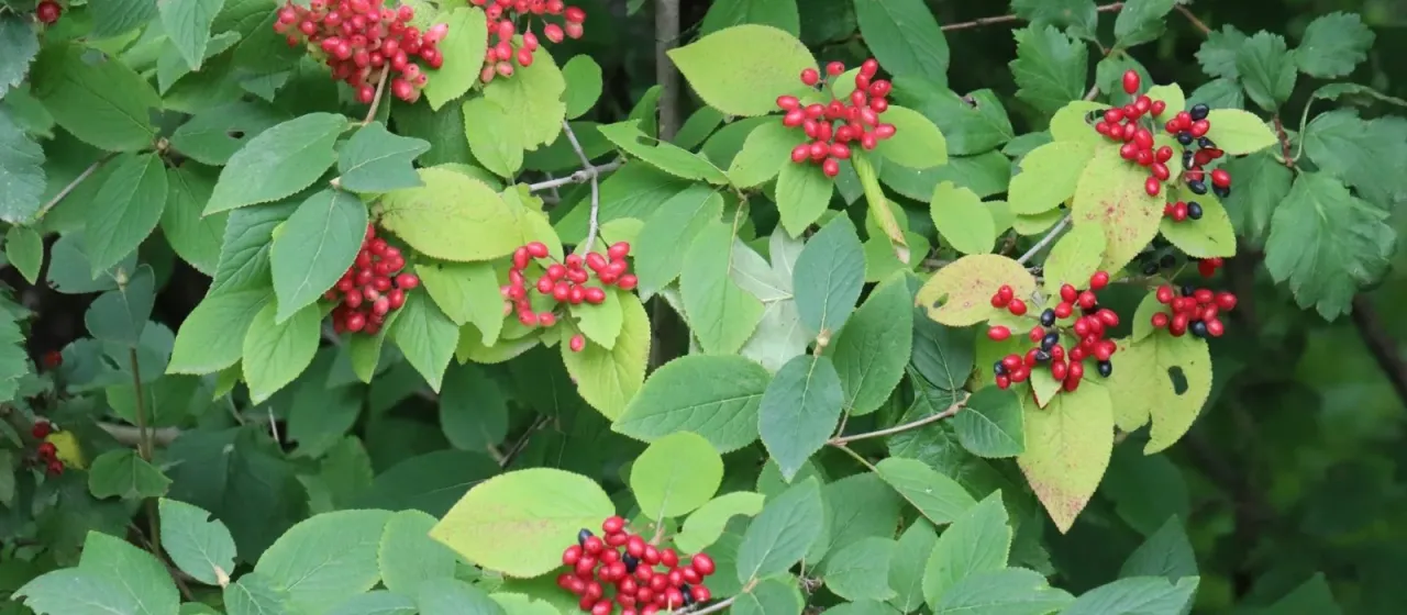 Bureja viburnum