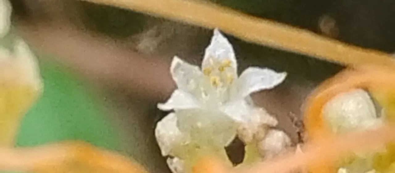 Five-angled dodder