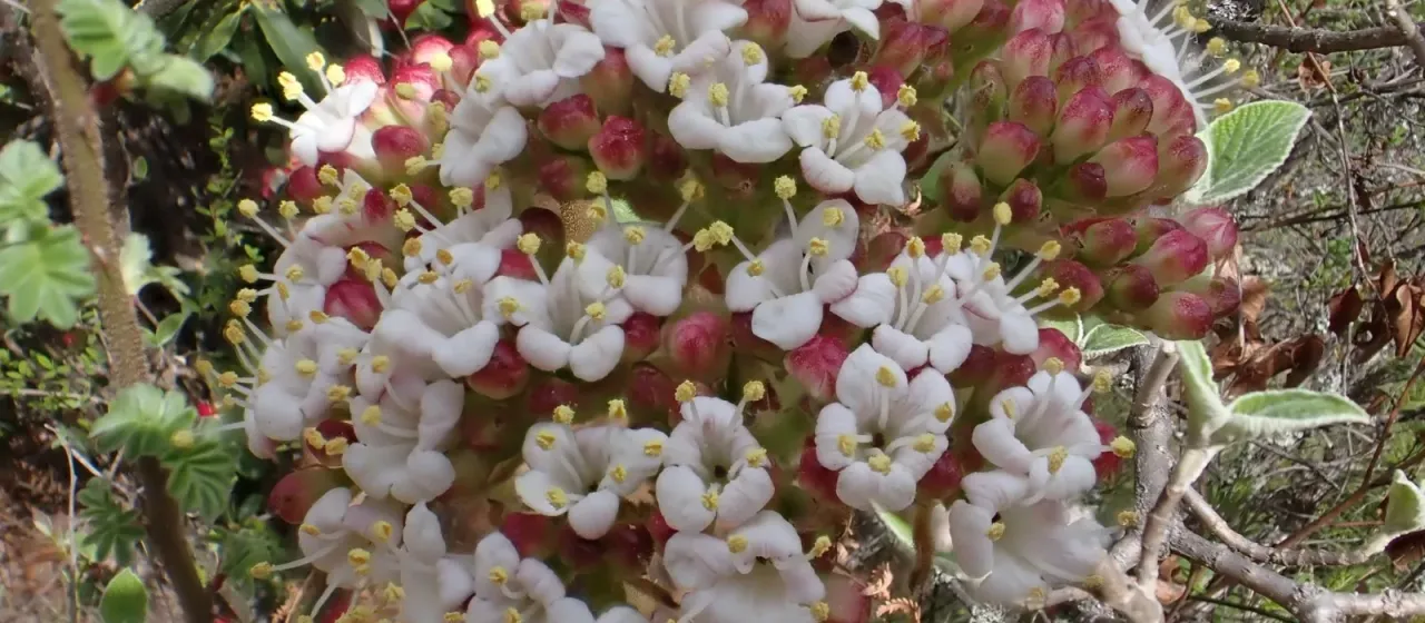 Cotoneaster-leaved viburnum
