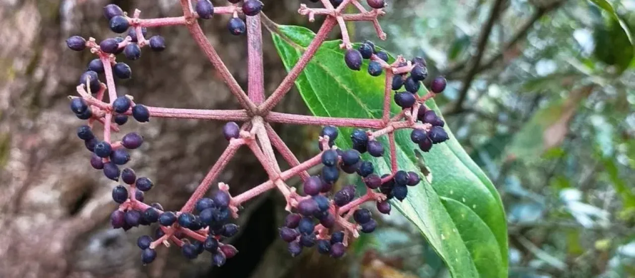 Cylindrical Viburnum