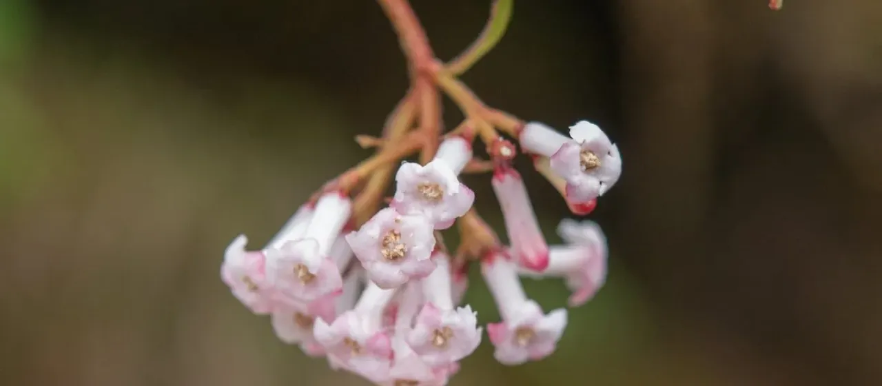 Viburnum erubescens