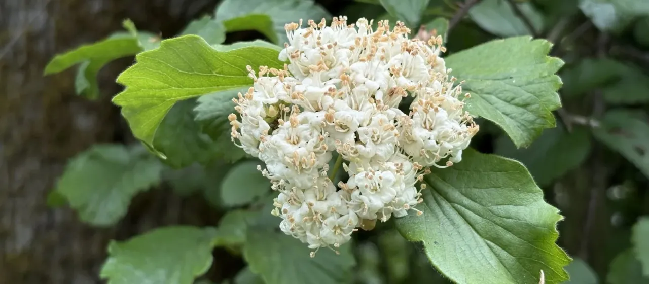 Калина эллиптическая