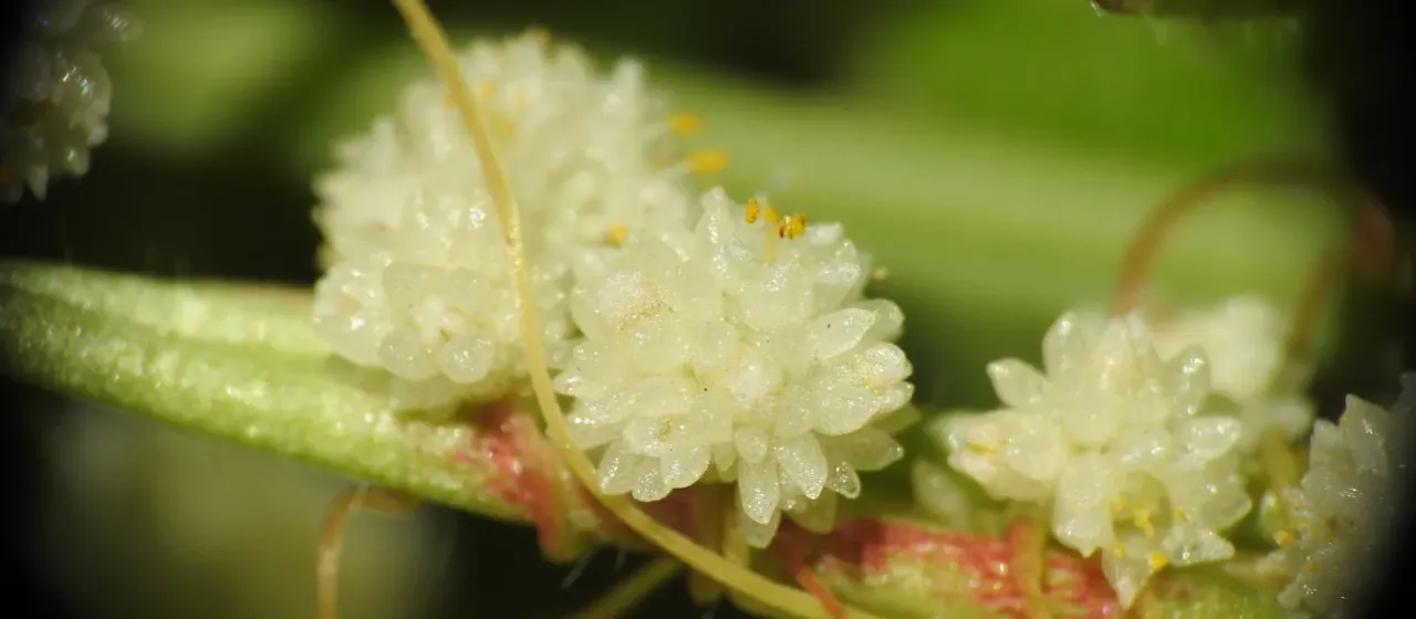 Повилика сближенная