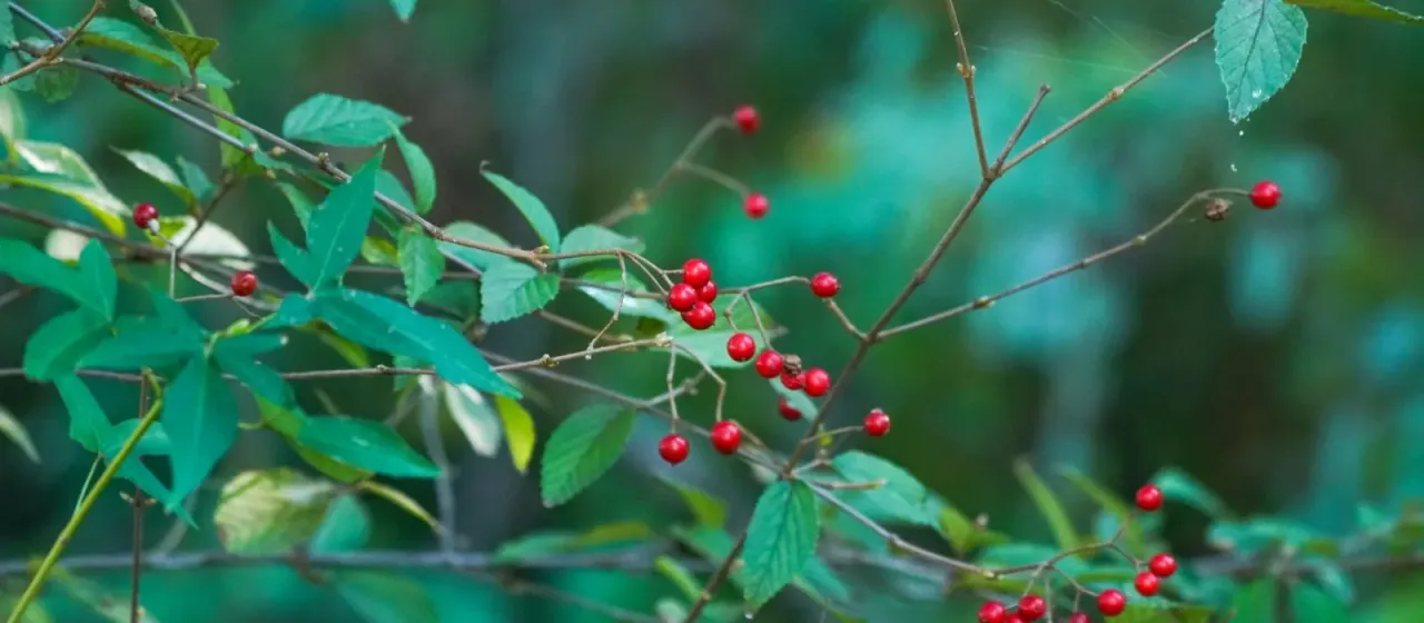 Ichang viburnum