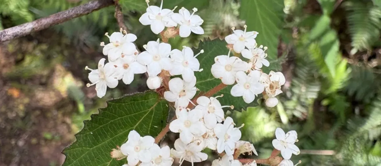 Fetid viburnum