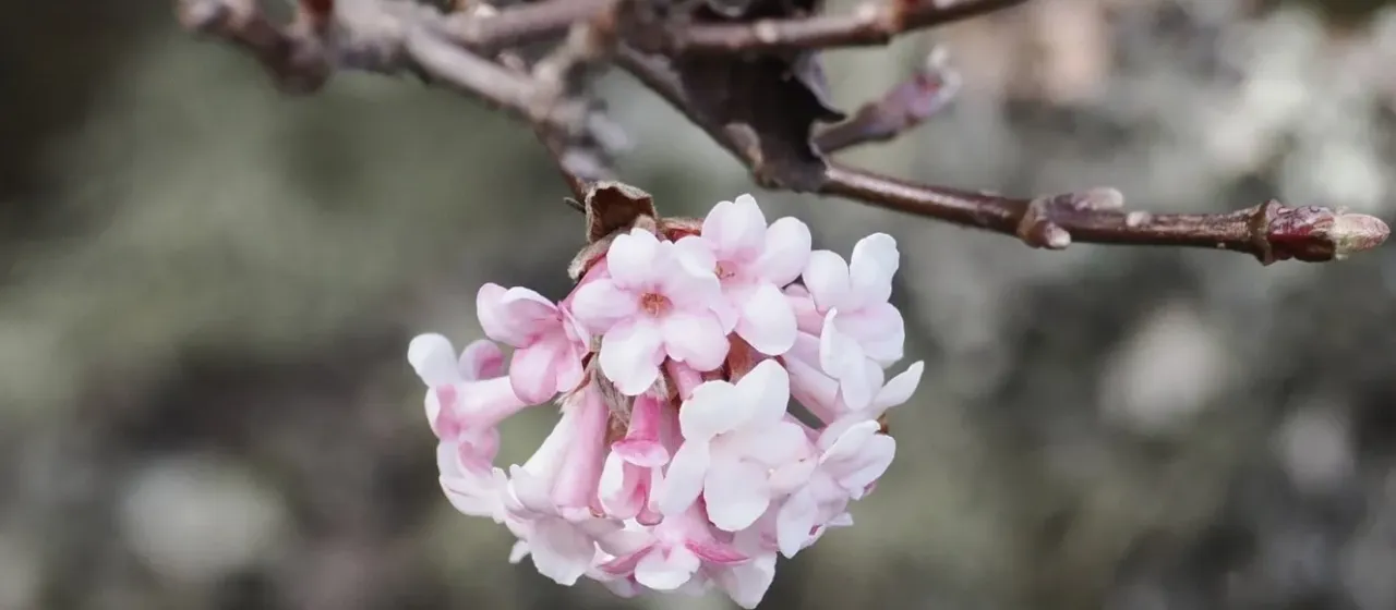 Viburnum foetens