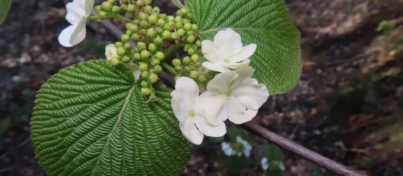 Forked viburnum