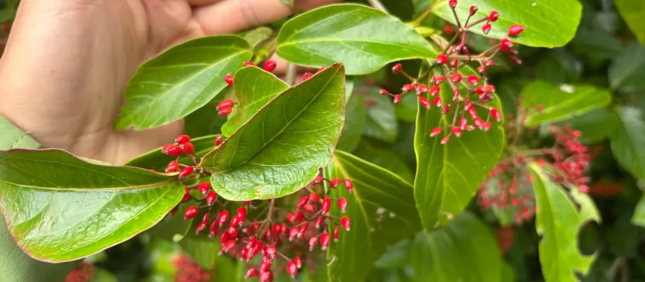 Japanese viburnum