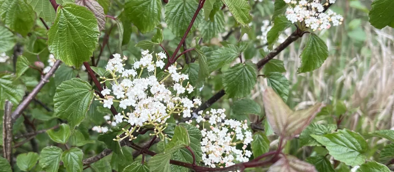 Lobed-leaf viburnum