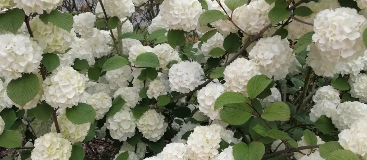 Chinese snowball viburnum