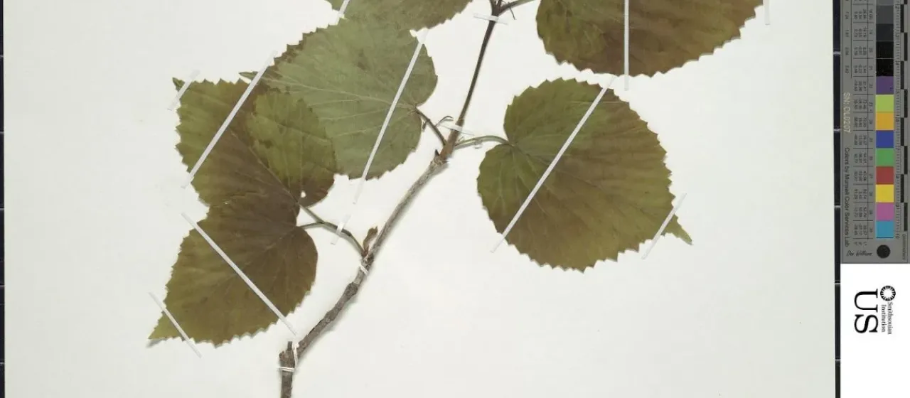 Soft-leaved viburnum