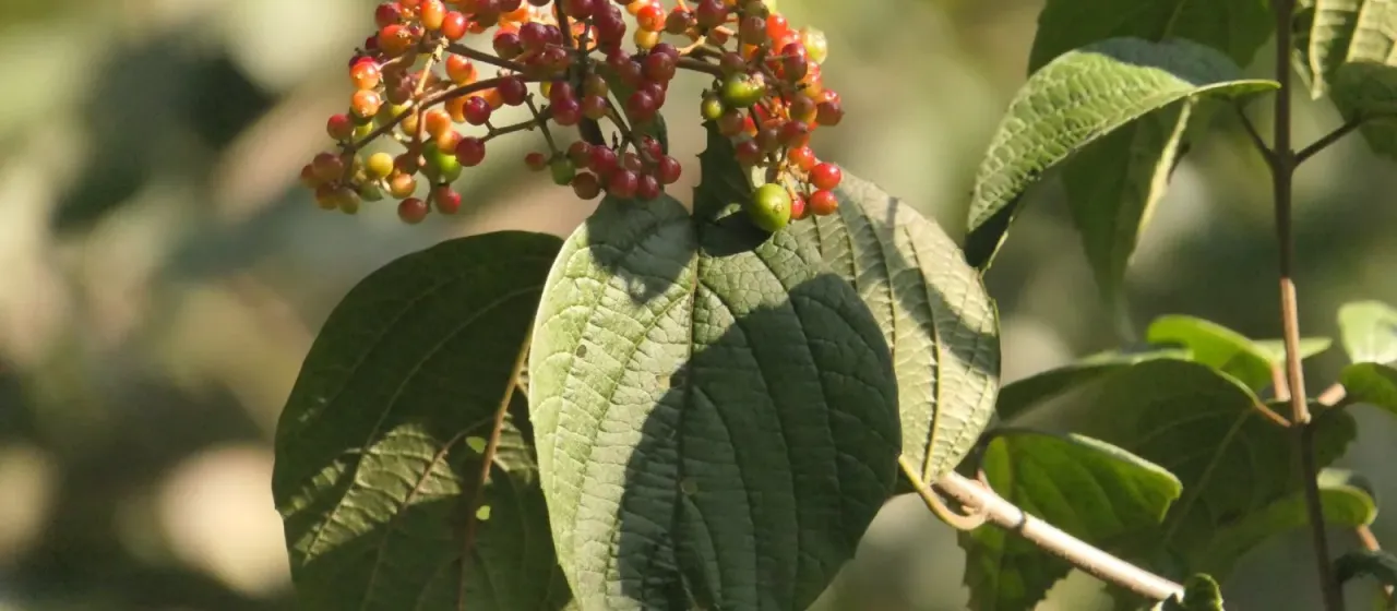 Viburnum mullaha