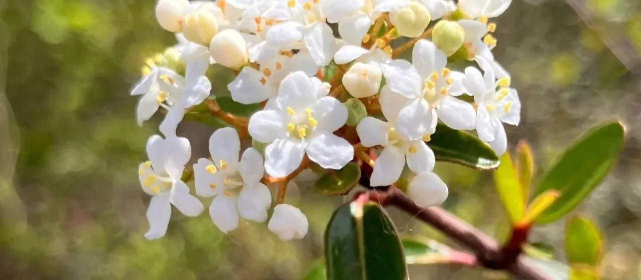 Small-leaf viburnum