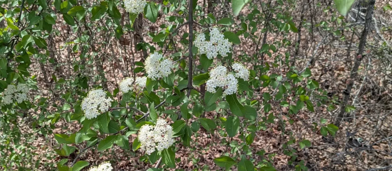 Blackhaw