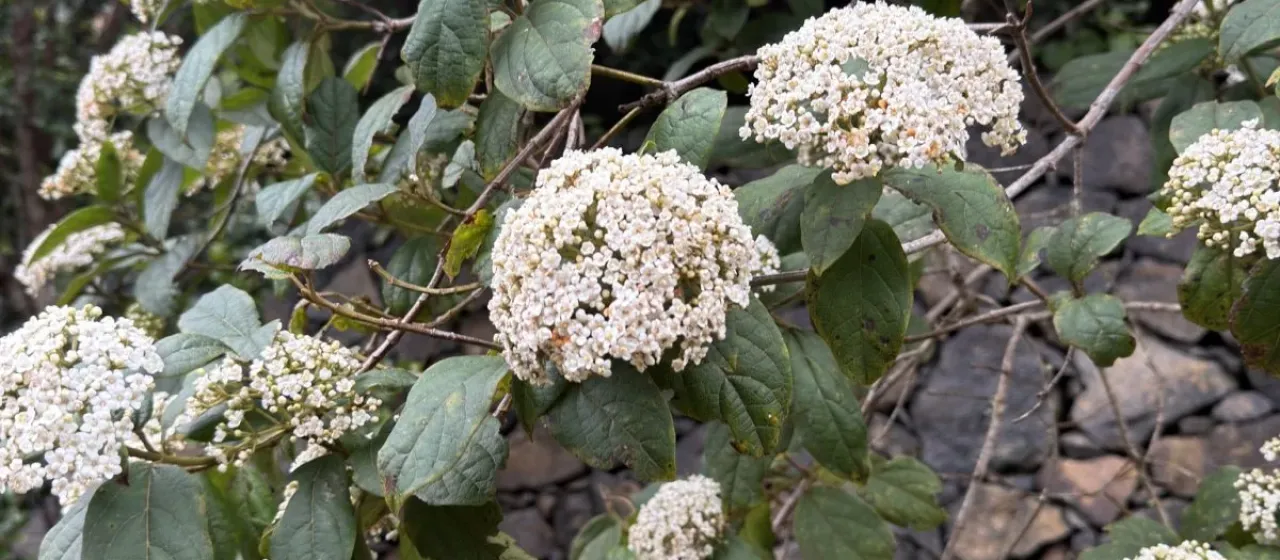Viburnum rigidum