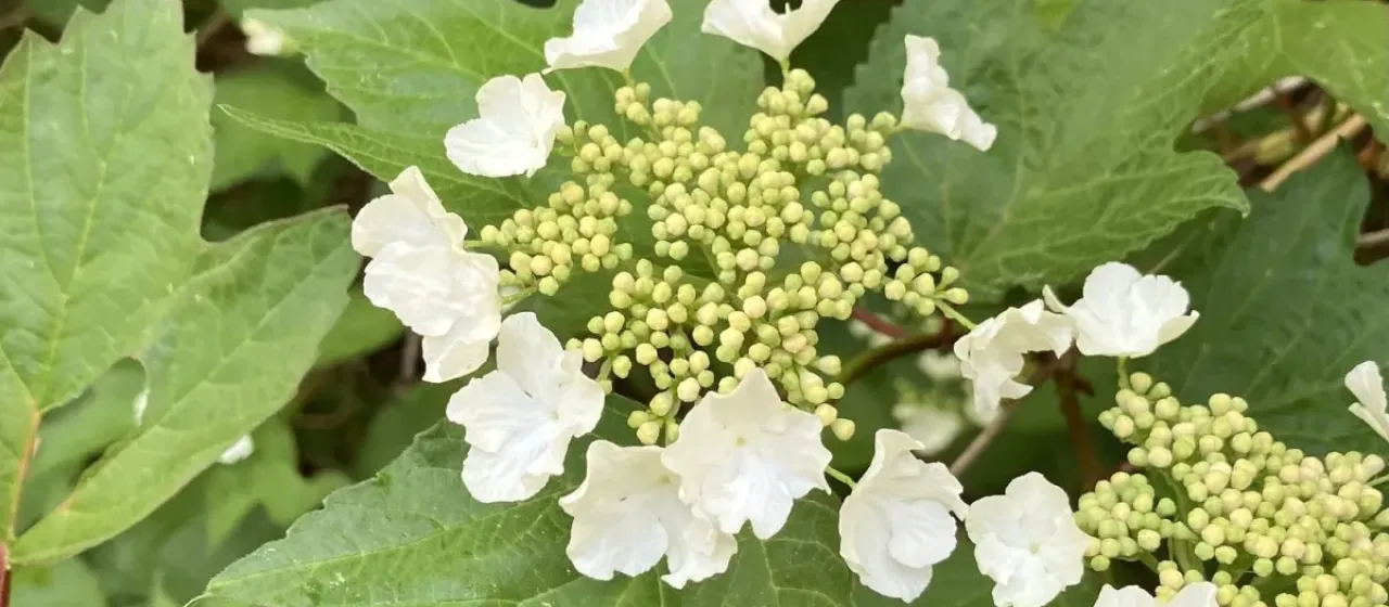 American cranberrybush
