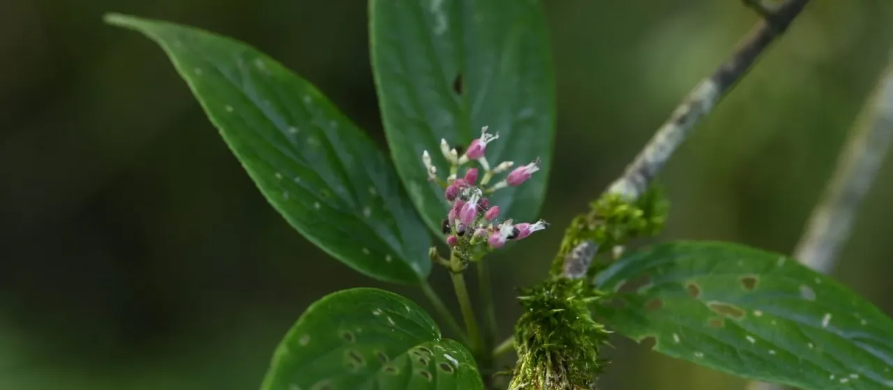 Urceolate viburnum