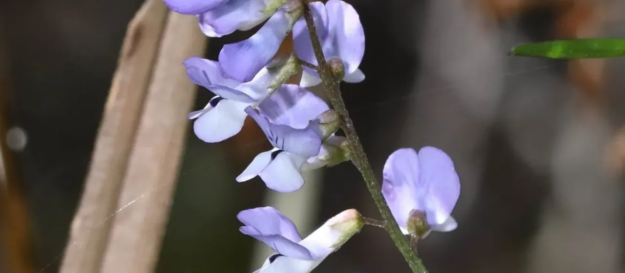 Vicia acutifolia