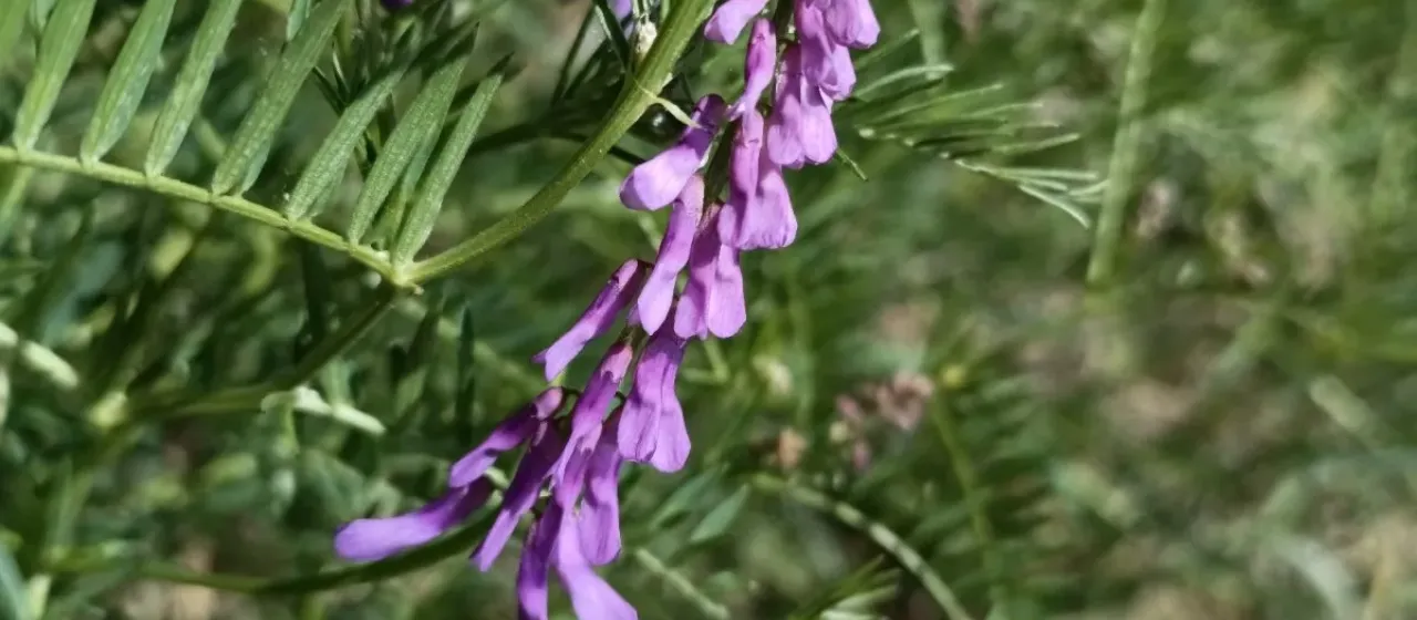 Fine-leaved vetch