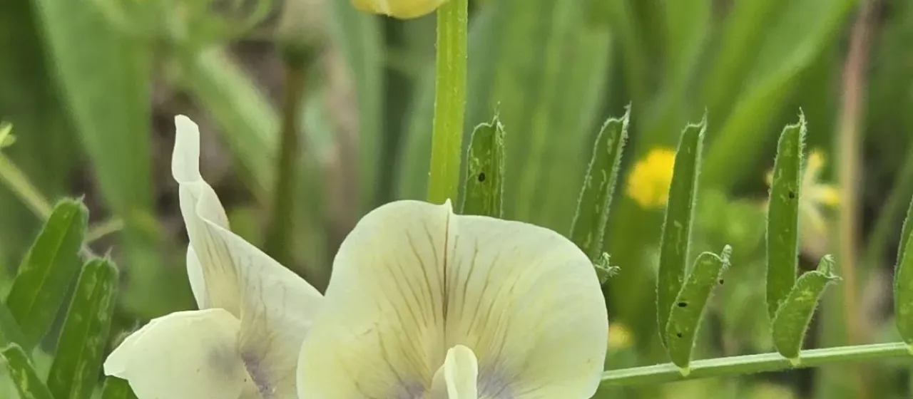 Large-flowered vetch