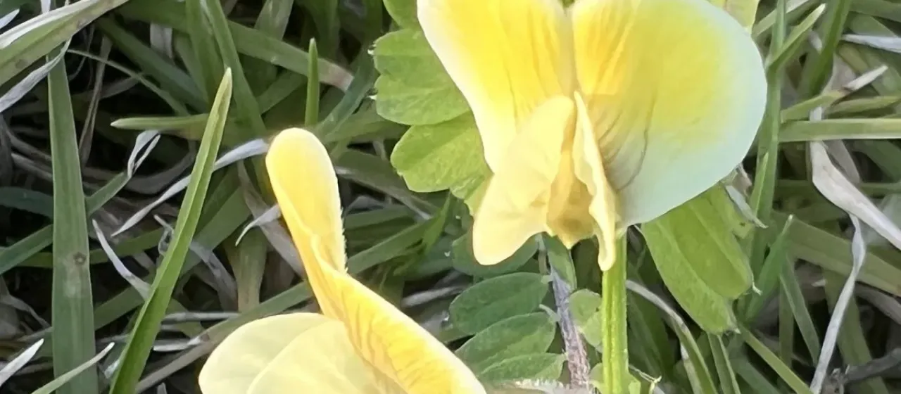 Hairy yellow vetch