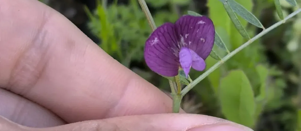 Peregrine vetch